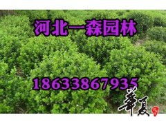 河北一森园林精品卫矛供应——打造优质园林绿化工程