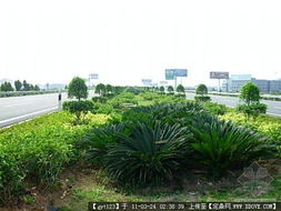 道路绿化 从设计到养护的全景展示