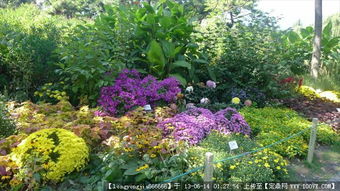 绿化园林景观设计与养护 从图纸到实景的全方位指南