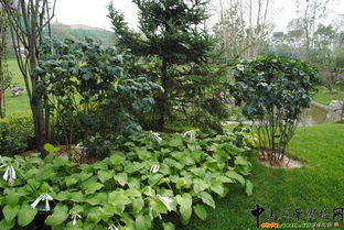 北京市2010年度园林绿化优质工程评选启动