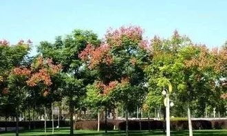 风景园林绿化施工管理及养护技术探析