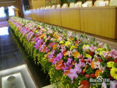 深圳花木租摆、园林绿化施工与养护全流程解析