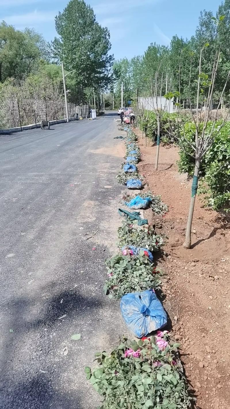 进村路美化绿化工程与后续养护管理策略