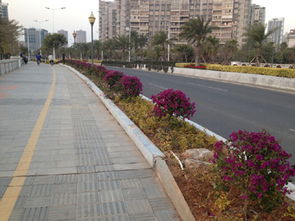 厦门海沧城建集团园林绿化工程施工 匠心雕琢城市绿意，品质铸就生态名片