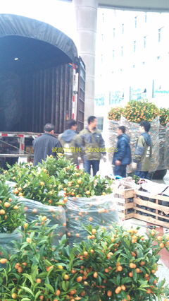 从年宵花绿植销售到园林绿化施工 黄埔区政府服务升级与城市生态建设实践