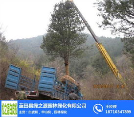 白皮松 优质苗木的选择、推荐与绿化养护全攻略