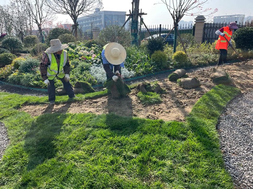 园林绿化工程现场直击 从施工到养护的生态之舞