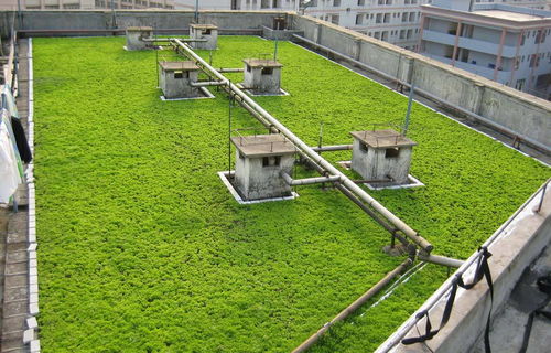 佛甲草托盘苗最新市场行情与江苏沭阳长景园林苗木场报价解析